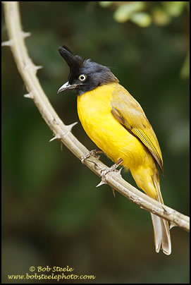Black-crested Bulbul (Pycnonotus melanicterus)