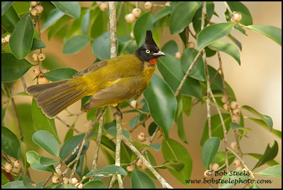 Black-crested Bulbul (Pycnonotus melanicterus)