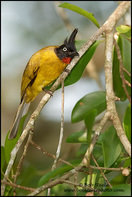 Black-crested Bulbul (Pycnonotus melanicterus)