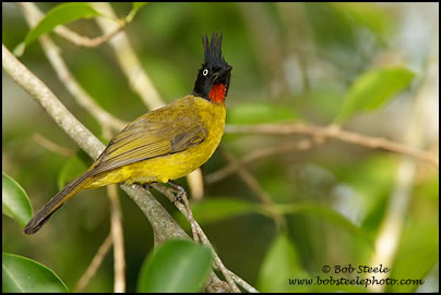Black-crested Bulbul (Pycnonotus melanicterus)