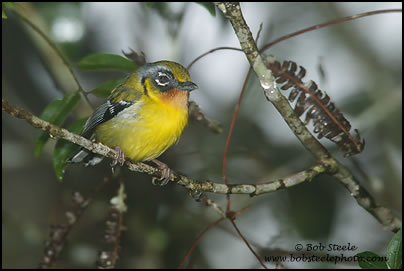 Black-eared Shrike-Babbler (Pteruthius melanotis)