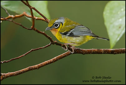 Black-eared Shrike-Babbler (Pteruthius melanotis)
