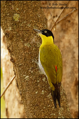 Black-headed Woodpecker (Picus erythropygius)