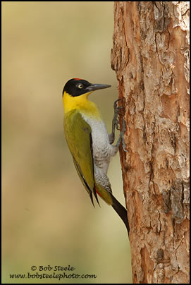 Black-headed Woodpecker (Picus erythropygius)