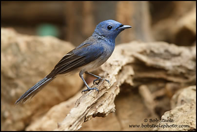 Black-naped Monarch (Hypothymis azurea)