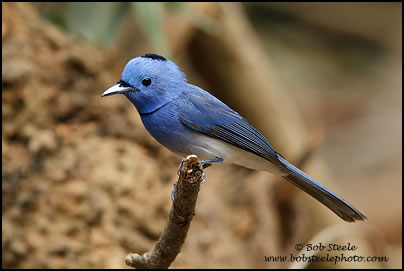 Black-naped Monarch (Hypothymis azurea)