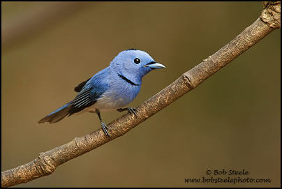 Black-naped Monarch (Hypothymis azurea)