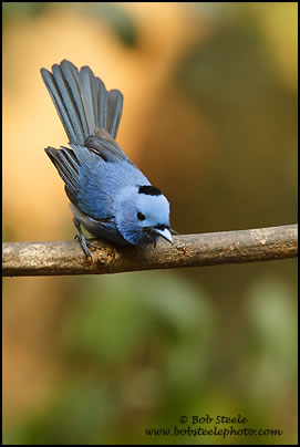 Black-naped Monarch (Hypothymis azurea)