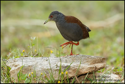 Black-tailed Crake (Porzana bicolor)