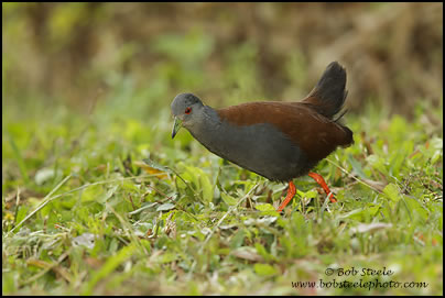 Black-tailed Crake (Porzana bicolor)