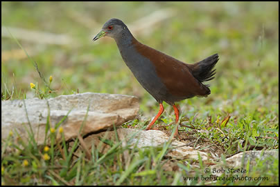 Black-tailed Crake (Porzana bicolor)