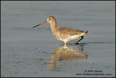 Black-tailed Godwit (Limosa limosa)