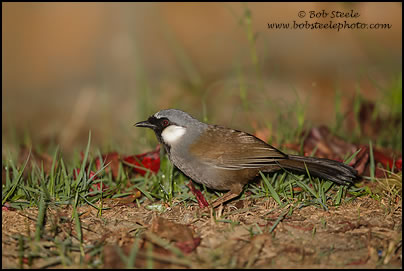 Black-throated Laughingthrush (Garrulax chinensis)
