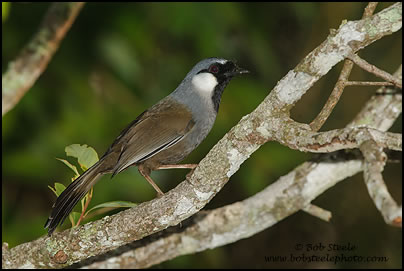 Black-throated Laughingthrush (Garrulax chinensis)