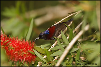 Black-throated Sunbird (Aethopyga saturata)