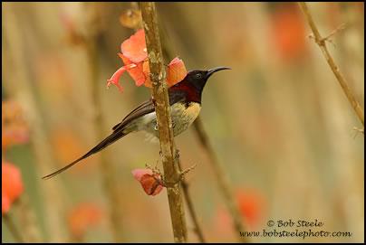 Black-throated Sunbird (Aethopyga saturata)