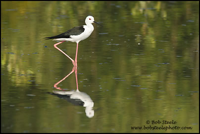 Black-winged Stilt (Himantopus himantopus)