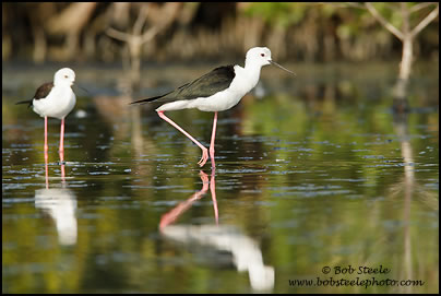 Black-winged Stilt (Himantopus himantopus)