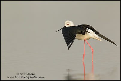Black-winged Stilt (Himantopus himantopus)
