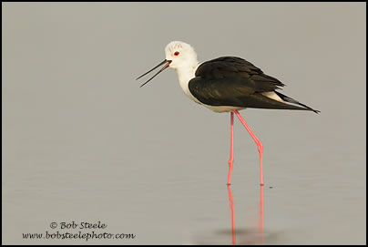 Black-winged Stilt (Himantopus himantopus)
