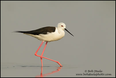 Black-winged Stilt (Himantopus himantopus)