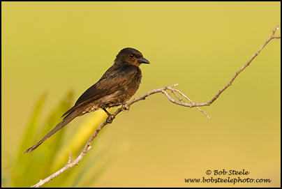 Black Drongo (Dicrurus macrocercus)