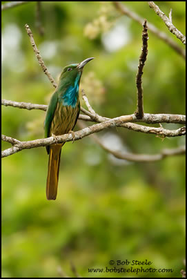 Blue-bearded Bee-eater (Merops athertoni)