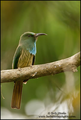 Blue-bearded Bee-eater (Merops athertoni)
