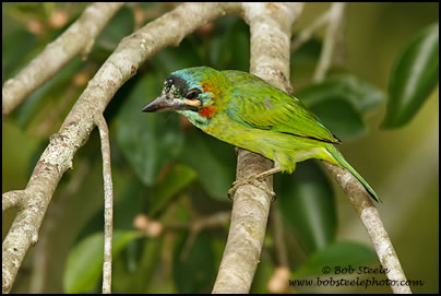 Blue-eared Barbet (Megalaima australis)