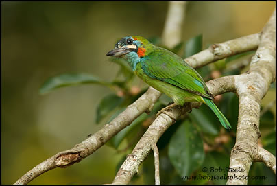 Blue-eared Barbet (Megalaima australis)