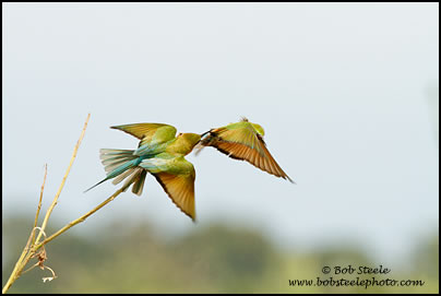 Blue-tailed Bee-eater (Merops philippinus)
