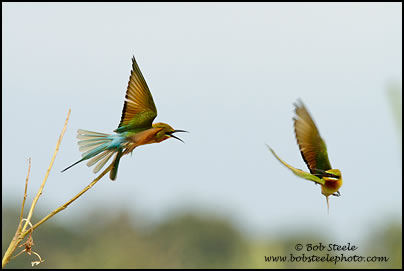 Blue-tailed Bee-eater (Merops philippinus)
