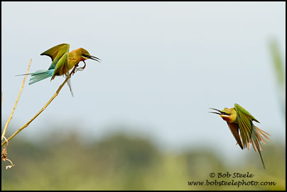 Blue-tailed Bee-eater (Merops philippinus)