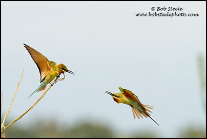 Blue-tailed Bee-eater (Merops philippinus)