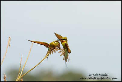 Blue-tailed Bee-eater (Merops philippinus)