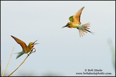 Blue-tailed Bee-eater (Merops philippinus)