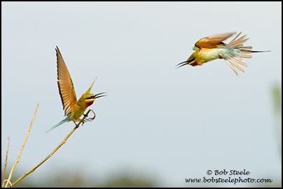 Blue-tailed Bee-eater (Merops philippinus)
