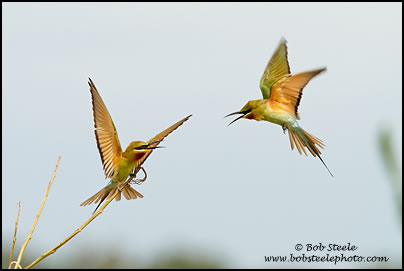 Blue-tailed Bee-eater (Merops philippinus)