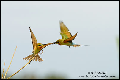 Blue-tailed Bee-eater (Merops philippinus)
