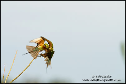 Blue-tailed Bee-eater (Merops philippinus)