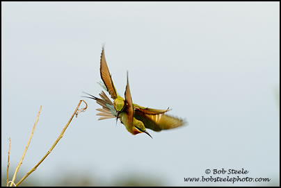 Blue-tailed Bee-eater (Merops philippinus)