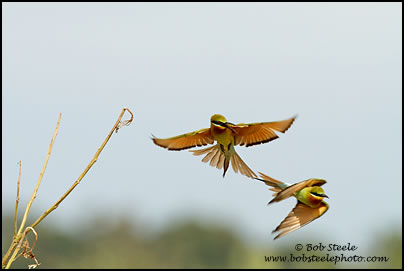 Blue-tailed Bee-eater (Merops philippinus)