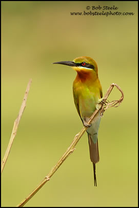 Blue-tailed Bee-eater (Merops philippinus)