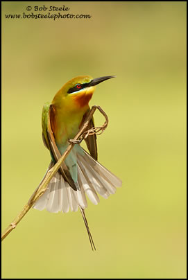 Blue-tailed Bee-eater (Merops philippinus)