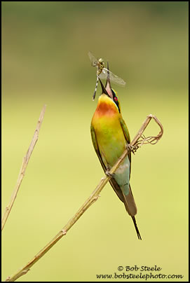 Blue-tailed Bee-eater (Merops philippinus)