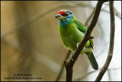 Blue-throated Barbet (Megalaima asiatica)