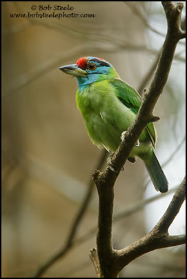 Blue-throated Barbet (Megalaima asiatica)