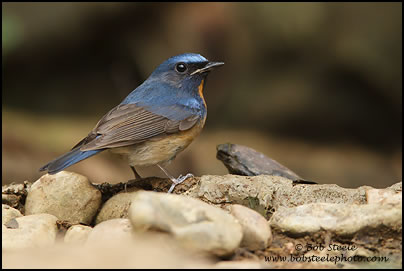 Blue-throated Blue Flycatcher (Cyornis rubeculoides)