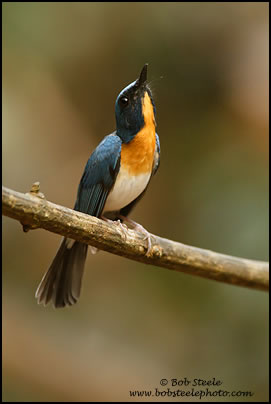 Tickell's Blue-Flycatcher (Cyornis tickelliae)