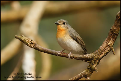 Tickell's Blue-Flycatcher (Cyornis tickelliae)
